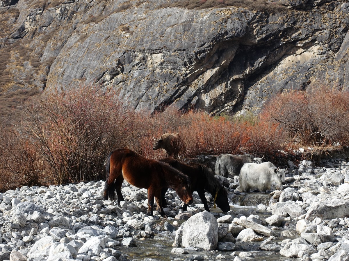 The Langtang valley trek – updated with&nbsp;pictures.
